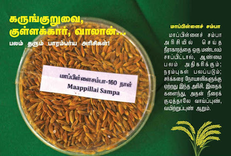மாப்பிள்ளை சம்பா நெல் 1024x692 1